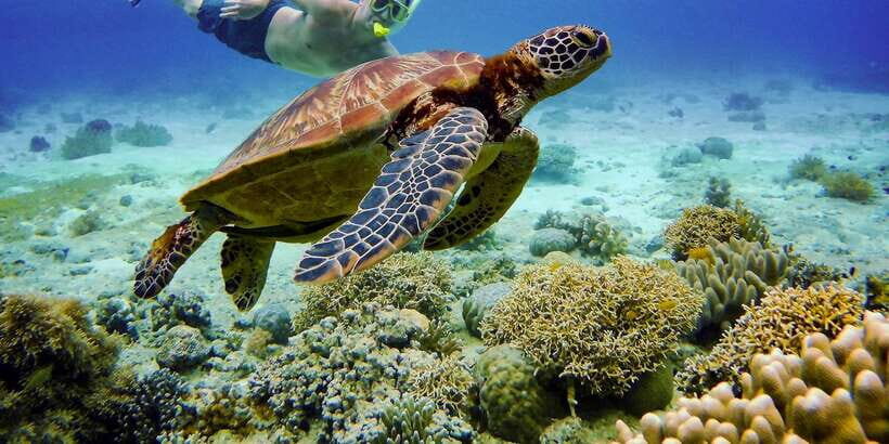 Cebu: Moalboal Sardines & Turtle Snorkeling and Canyoneering - Who should book this Cebu tour (and who should skip it)