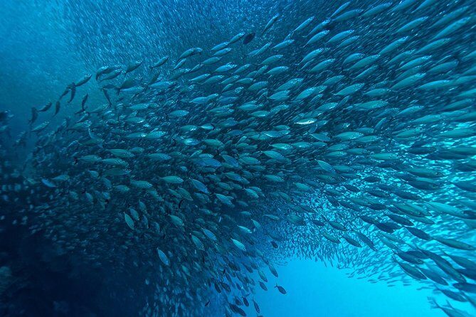 Cebu: Moalboal Sardines, Turtle Snorkeling & Kawasan Canyoneering - The 4:30 am start: how the early pickup really affects the day