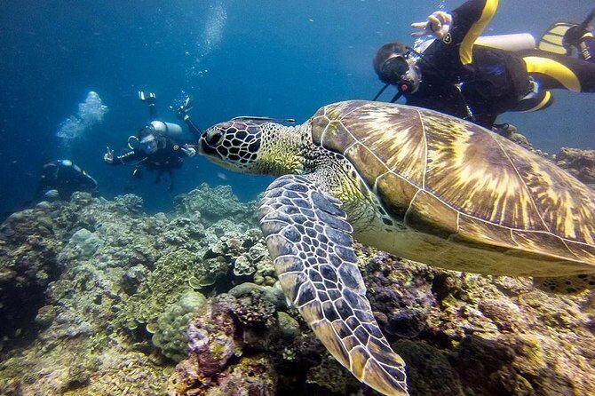 Cebu: Moalboal Sardines, Turtle Snorkeling & Kawasan Canyoneering - Sea turtle snorkeling: how to make the encounter feel respectful