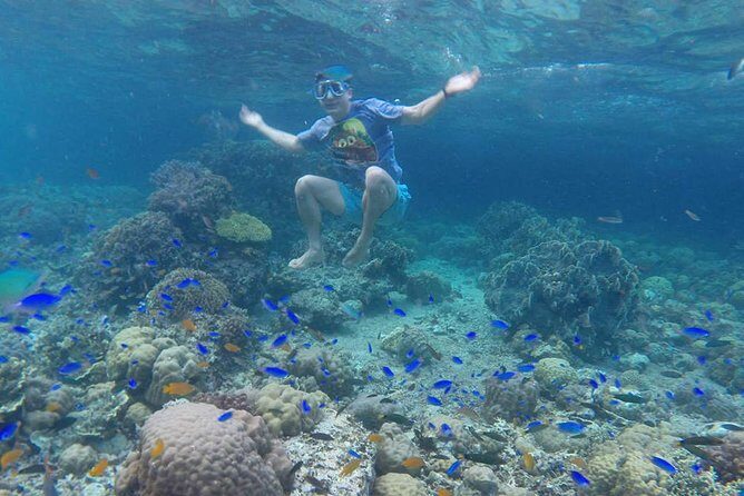 Cebu: Moalboal Sardines, Turtle Snorkeling & Kawasan Canyoneering - Moalboal Sardine Run: the shore-level show you’ll remember