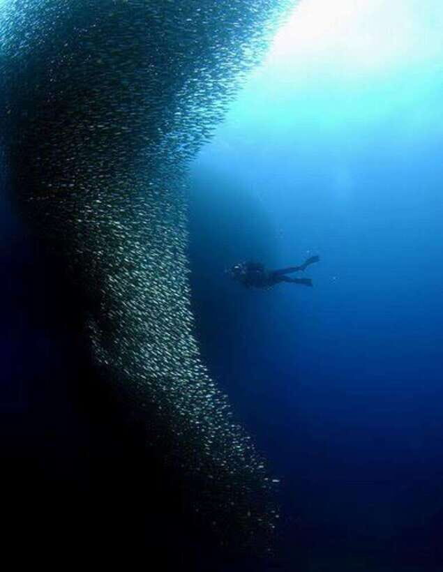 Cebu: Moalboal Scuba Diving, Sardines Run & Pescador Snorkel - Key Things I’d Bank On