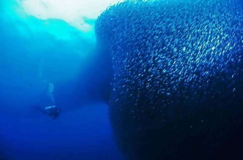 Cebu: Moalboal Scuba Diving, Sardines Run & Pescador Snorkel - Sardines, Predators, and the Moalboal Effect