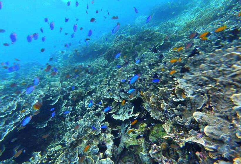 Cebu: Moalboal Scuba Diving, Sardines Run & Pescador Snorkel - Safety Reality Check: Who Should Skip This Day