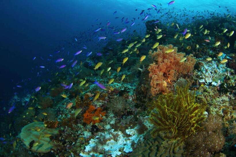 Cebu: Moalboal Scuba Diving, Sardines Run & Pescador Snorkel - Price and Value: Is $133 Fair for a Full Cebu Day?