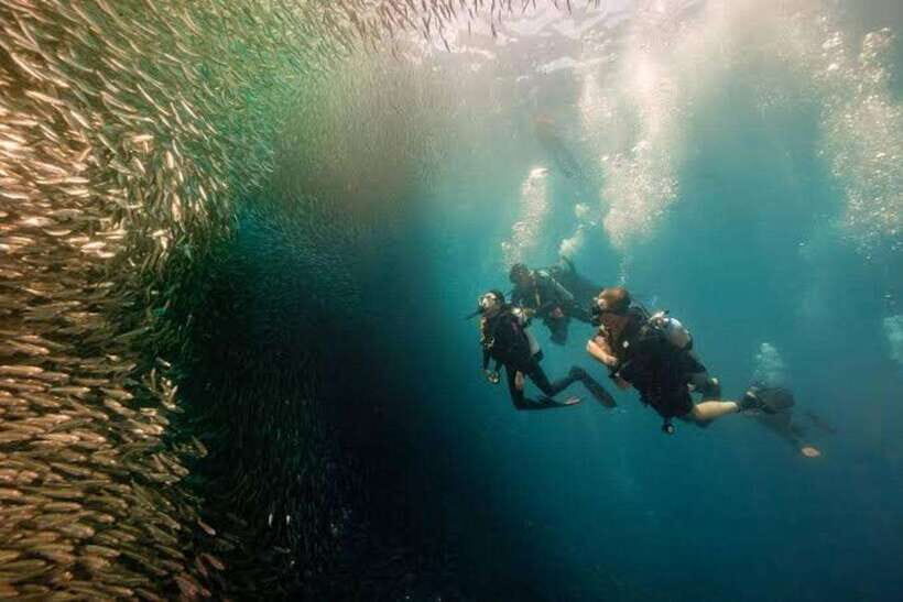 Cebu: Moalboal Scuba Diving, Sardines Run & Pescador Snorkel - Your Underwater Session: What the Sardine Wall Means in Real Life
