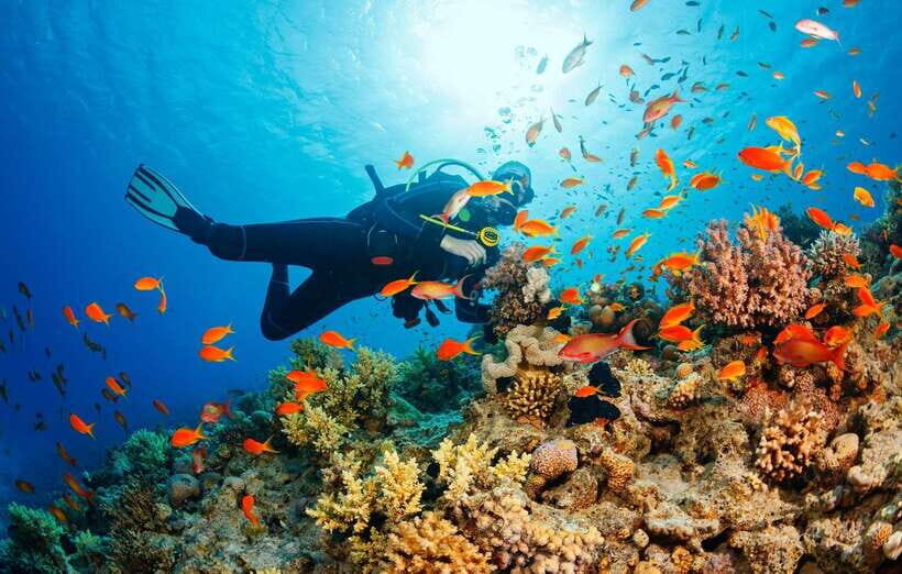 Cebu: Moalboal Scuba Diving with Sardines and Turtle Snorkel - Key Things You’ll Care About