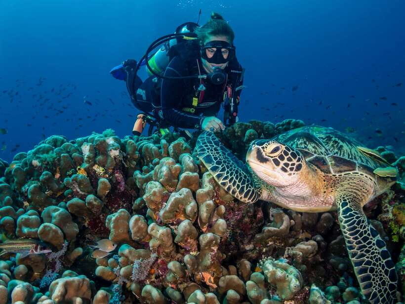 Cebu: Moalboal Scuba Diving with Sardines and Turtle Snorkel - Sardine Run Underwater Session: The Star Moment