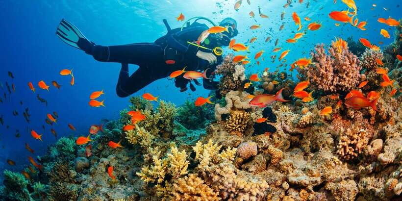 Cebu: Moalboal Scuba Diving with Sardines and Turtle Snorkel - Reef Time and Pescador Island Reality Check