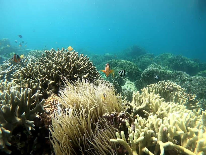 Cebu: Moalboal Snorkeling, Mantayupan Falls & ATV Adventure - Who This Tour Fits Best (and Who Might Feel Rushed)