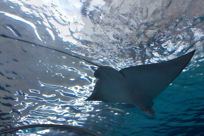 Cebu Ocean Park - Round-trip transfers from Cebu hotels: the easiest way to do it