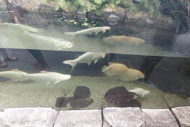 Cebu Ocean Park - Price and value check: is $60 worth it?
