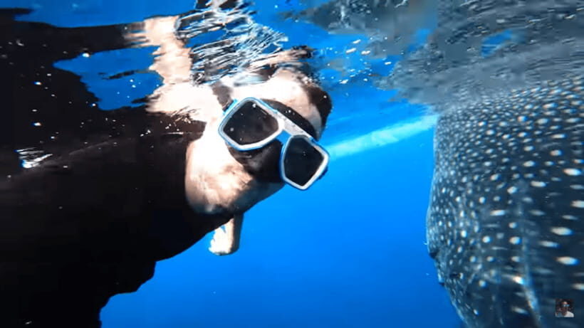 Cebu: Oslob Whale Shark and Moalboal Snorkeling Tour - Small Practical Notes That Save You Headaches