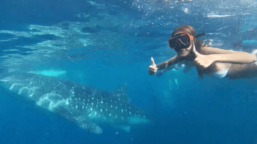 Cebu: Oslob Whale Shark and Moalboal Snorkeling Tour - How This One-Day Tour Actually Flows (Oslob → Moalboal)