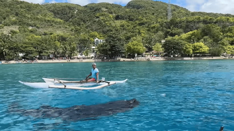 Cebu: Oslob Whale Shark and Moalboal Snorkeling Tour - Moalboal Snorkeling: Sardines, Turtles, and Short Water Time