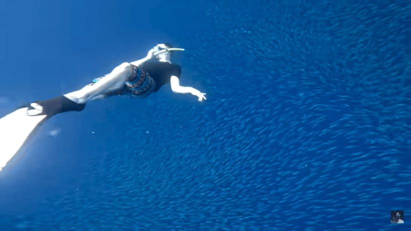Cebu: Oslob Whale Shark and Moalboal Snorkeling Tour - Guides, Safety Gear, and Photo Help: Why It Matters