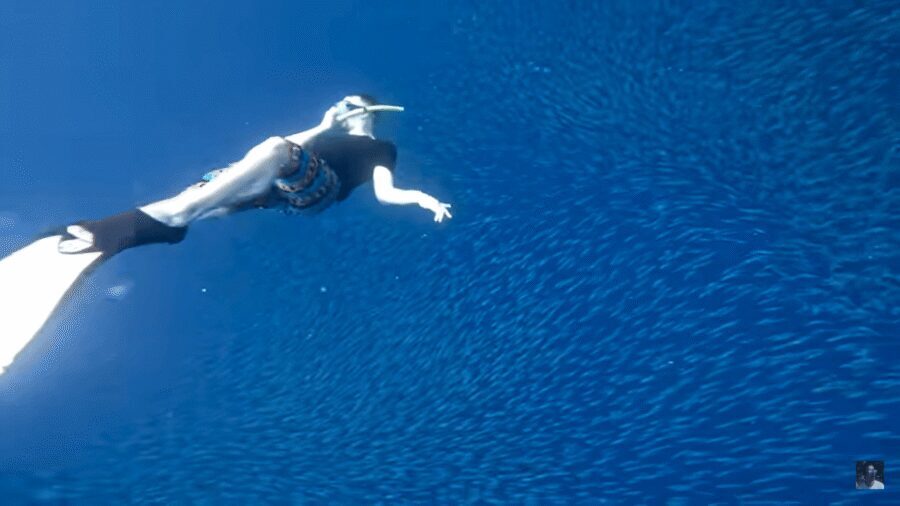 Cebu: Oslob Whale Shark and Moalboal Snorkeling Tour - Transportation and Timing: The Hidden Value in a Private Setup