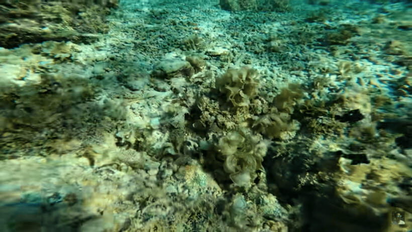 Cebu: Oslob Whale Shark and Moalboal Snorkeling Tour - Responsible Tourism Rules You Need To Follow