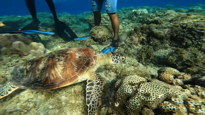 Cebu: Oslob Whale Shark and Moalboal Snorkeling Tour - Who This Tour Fits Best (And Who Might Skip It)
