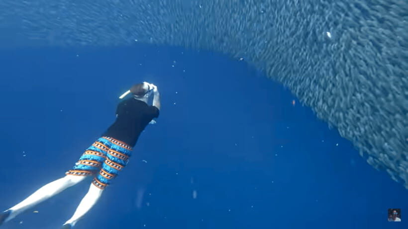 Cebu: Oslob Whale Shark and Moalboal Snorkeling Tour - Price and Value: Is $122 a Good Deal?