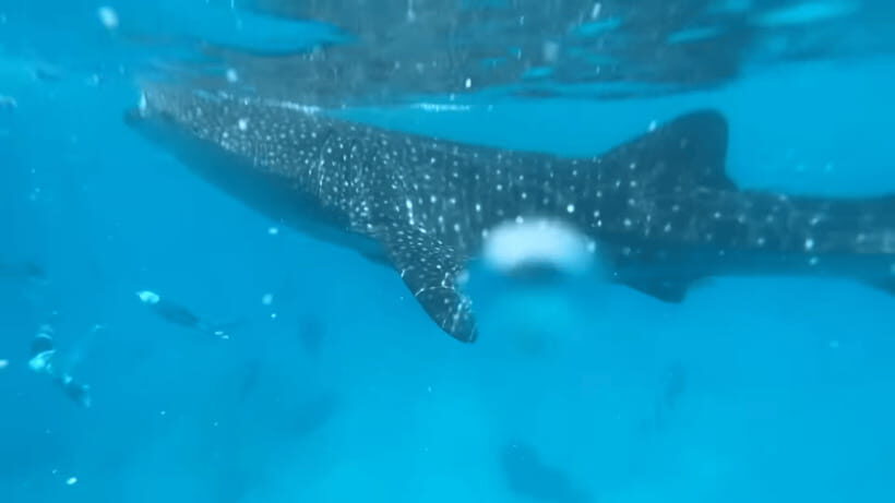 Cebu: Oslob Whale Shark and Moalboal Snorkeling Tour - The Oslob Whale Shark Part: Boat Ride, Safety Briefing, and Waiting