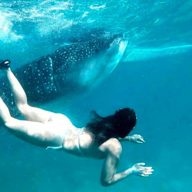 Cebu: Oslob Whale Shark, Sumilon, Ruins, Simala Church - Price and value: what $117 buys in Cebu