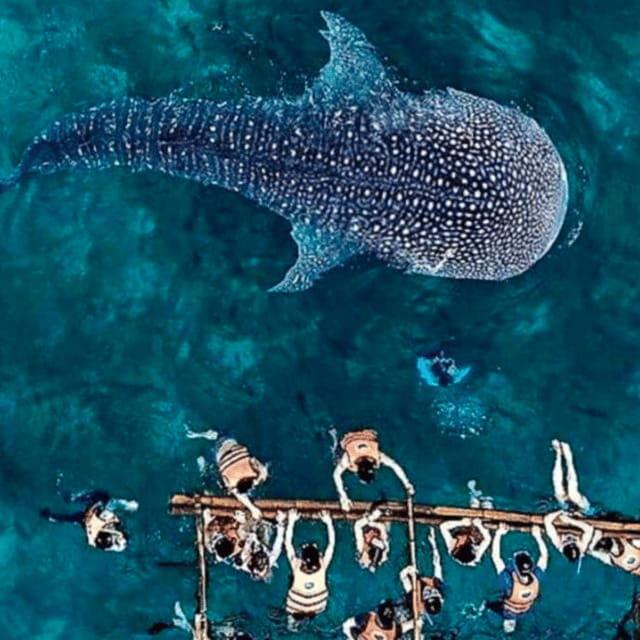 Cebu: Oslob Whale Shark, Sumilon, Ruins, Simala Church - The 3AM departure reality (and how to survive it)