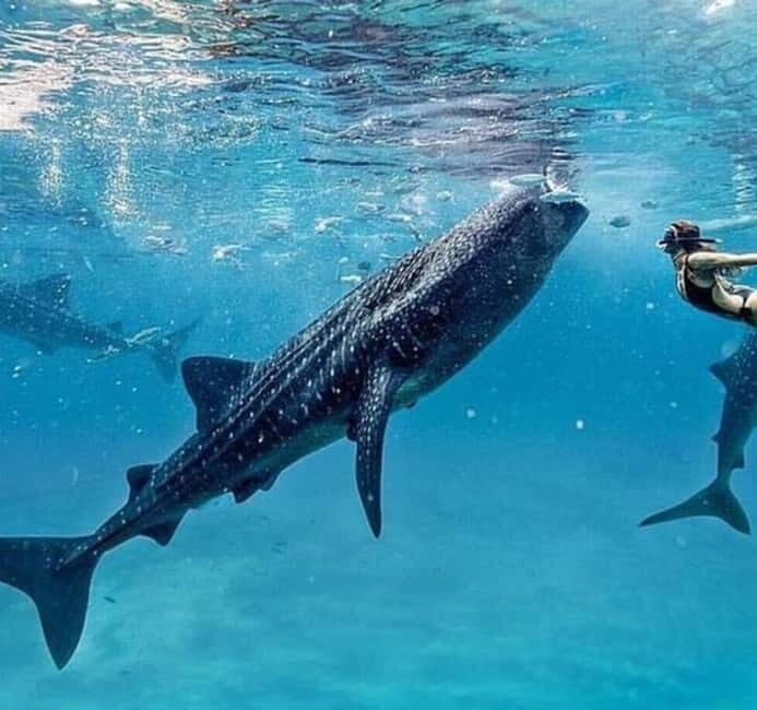 Cebu: Oslob Whale Shark Swim and Sumilon Island Day Tour - Key highlights you’ll actually feel