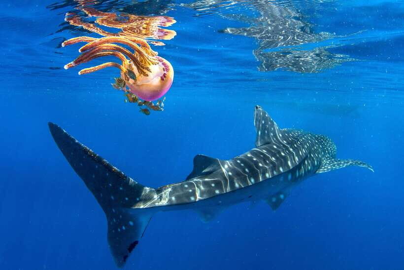 Cebu: Oslob Whale Shark Swim and Sumilon Island Day Tour - Why This Cebu Tour Starts Between 2 a.m. and 3 a.m.