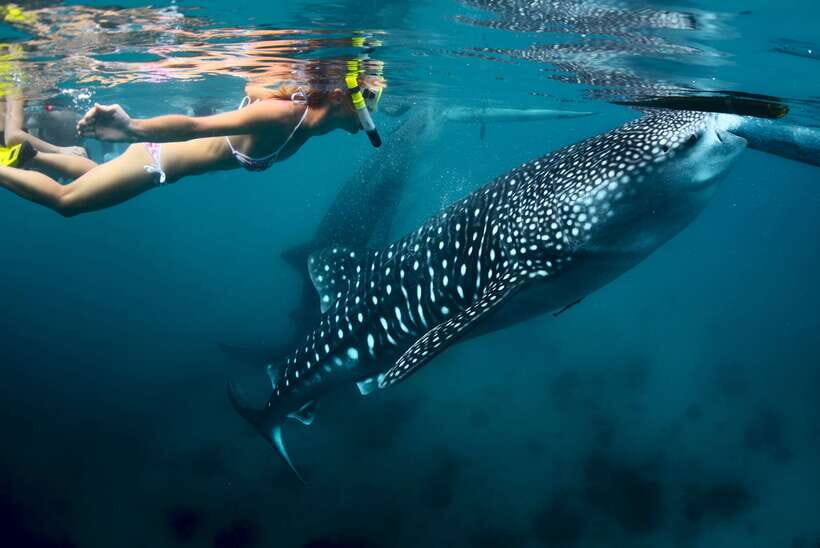 Cebu: Oslob Whale Shark Swimming - Morning Pickup From Cebu: When the Day Feels Effortless