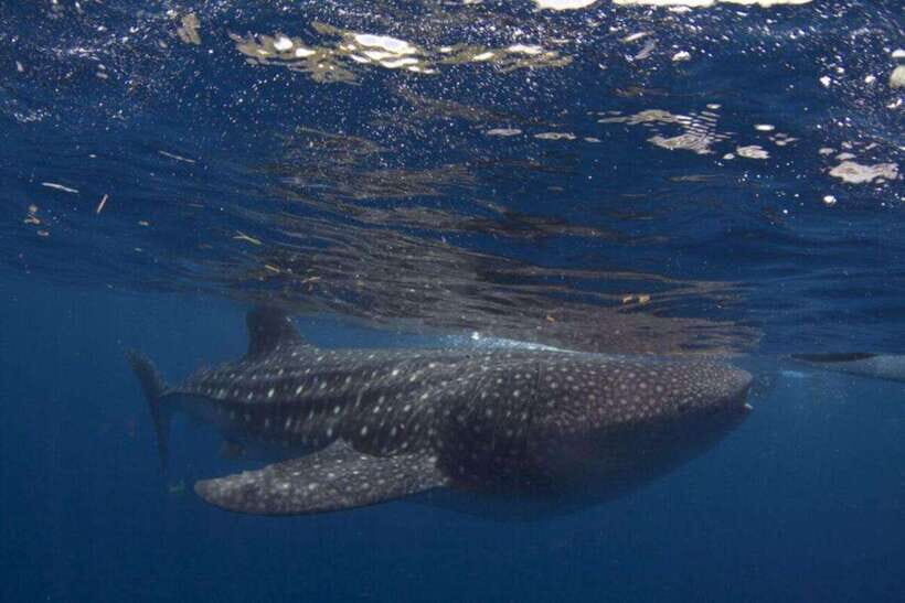Cebu: Oslob Whale Shark Swimming and Tumalog Falls Tour - Oslob morning: registration, waiting, and your swim time