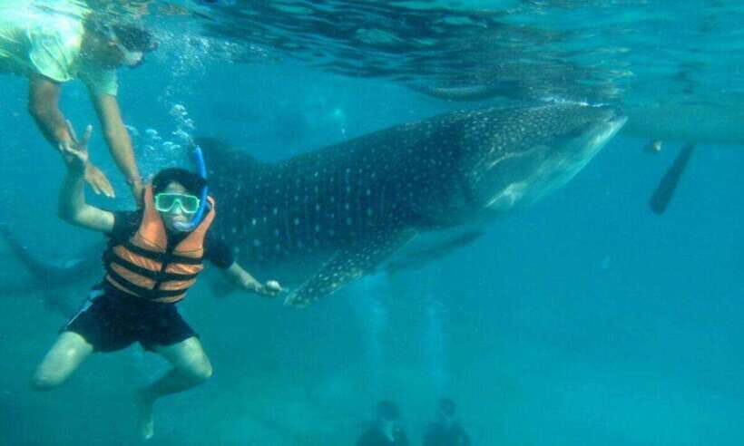 Cebu: Oslob Whale Shark Swimming and Tumalog Falls Tour - Private vs shared: when private can be cheaper