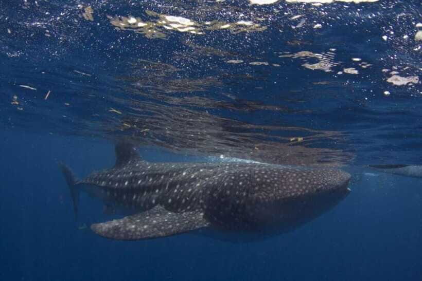 Cebu: Oslob Whale Shark Swimming and Tumalog Falls Tour - Who should book this tour (and who should think twice)