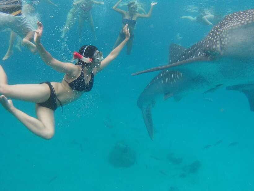 Cebu: Oslob Whale Shark Swimming and Tumalog Falls Tour - Should you book the Oslob Whale Shark and Tumalog Falls tour?