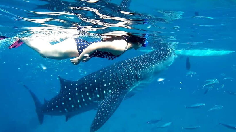 Cebu Oslob: Whale Shark Watching Experience - Why Oslob’s whale shark swim is a “planned miracle”