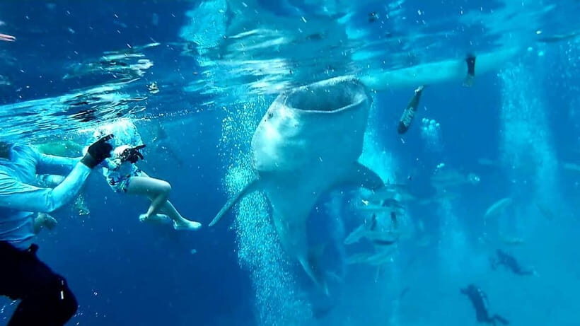Cebu Oslob: Whale Shark Watching Experience - Getting there from Cebu: the 3-hour drive before the real fun