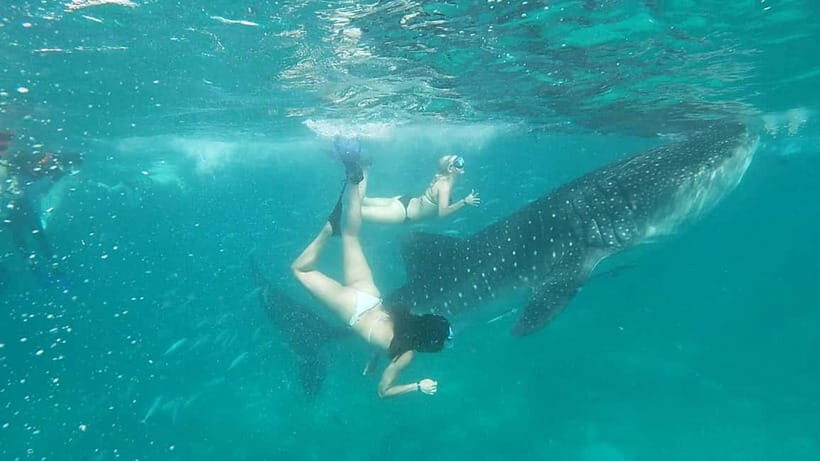 Cebu Oslob: Whale Shark Watching Experience - Crowds, waiting time, and how to keep your morning sane