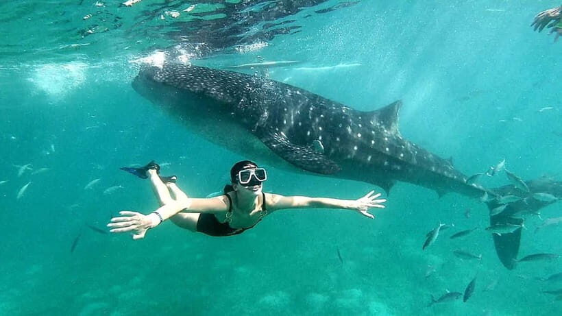 Cebu Oslob: Whale Shark Watching Experience - Small logistics that make a big difference