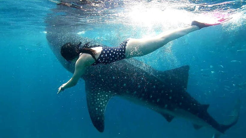 Cebu Oslob: Whale Shark Watching Experience - The safety briefing and interaction rules you’ll be glad exist
