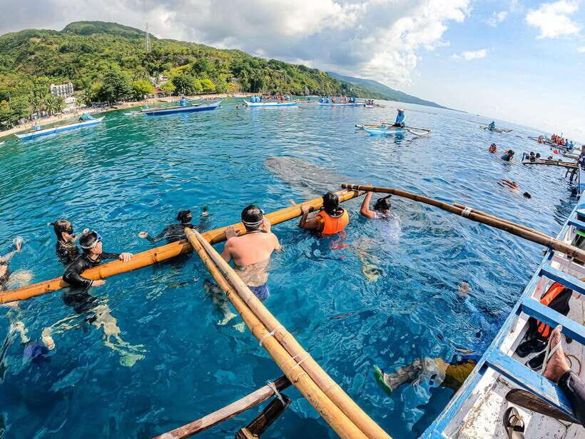 Cebu: Oslob Whale Sharks, Moalboal Sardine Run & Turtles - Key Points to Know Before You Go