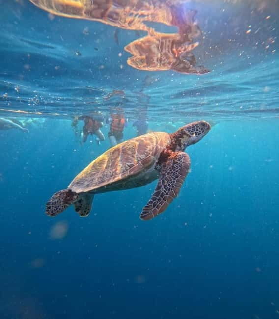 Cebu: Oslob Whale Sharks, Moalboal Sardine Run & Turtles - Price and What’s Actually Included (Plus the Whale Shark Fee Update)