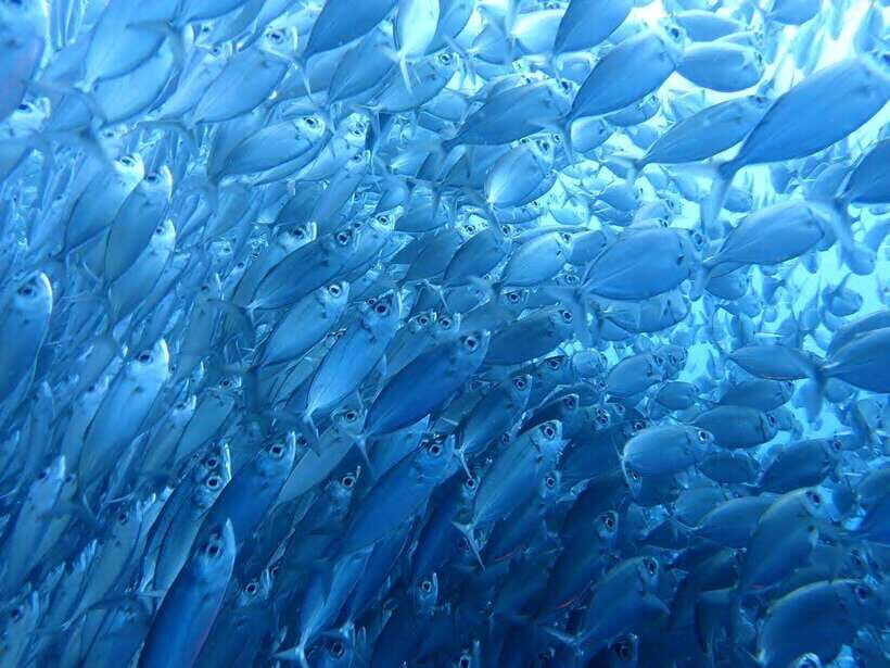 Cebu: Oslob Whale Sharks, Moalboal Sardine Run & Turtles - Stop 1 in Oslob: Whale Sharks, Feeding Time, and Crowd Control