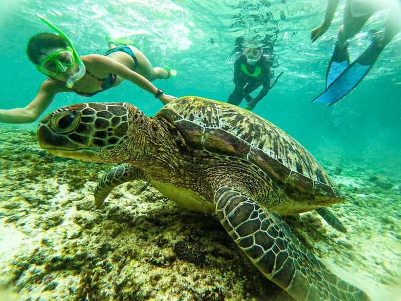 Cebu: Oslob Whale Sharks, Moalboal Sardine Run & Turtles - Snorkeling Comfort: Gear, Shower Setup, and What to Pack