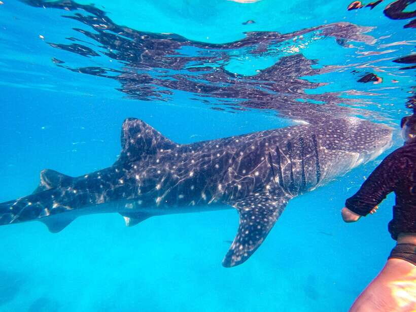 Cebu: Oslob Whale Sharks, Moalboal Sardine Run & Turtles - Getting There: Pickup Options and the Reality of an Early Start