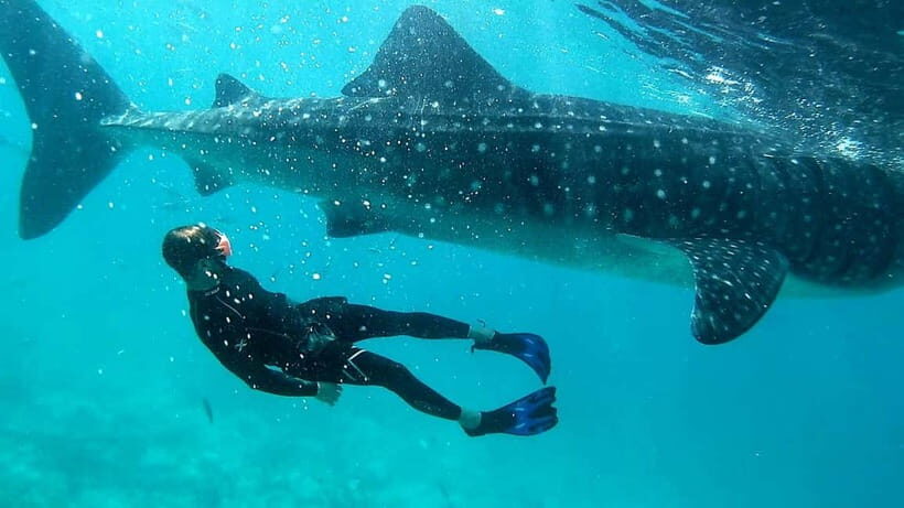 Cebu: Oslob Whale Sharks, Tumalog Falls & Sardine Snorkeling - FAQ