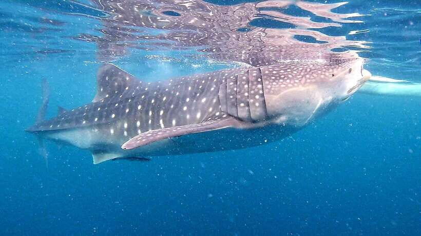 Cebu: Oslob Whale Sharks, Tumalog Falls & Sardine Snorkeling - Why this Cebu tour starts before breakfast