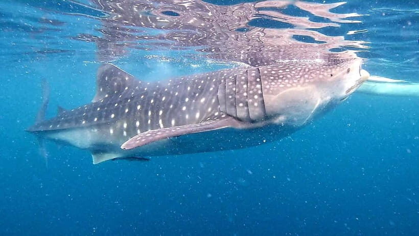 Cebu: Oslob Whale Sharks, Tumalog Falls & Sardine Snorkeling - Tumalog Falls: the cool-down stop that breaks up the day