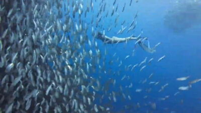 Cebu: Oslob Whale Sharks, Tumalog Falls & Sardine Snorkeling - Oslob whale sharks: what you’ll experience in real terms