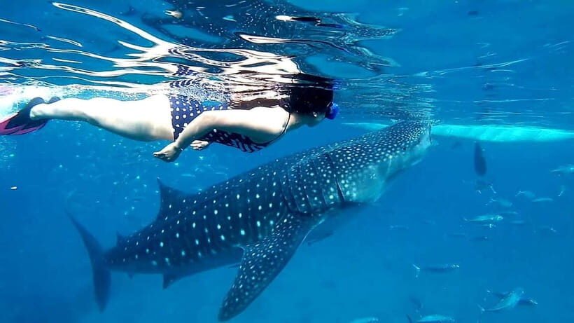 Cebu: Oslob Whale Sharks, Tumalog Falls & Sardine Snorkeling - Price and logistics: why it’s $106 and what you really get