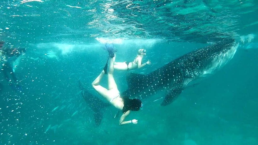 Cebu: Oslob Whale Sharks, Tumalog Falls & Sardine Snorkeling - Getting good photos and not losing your mind
