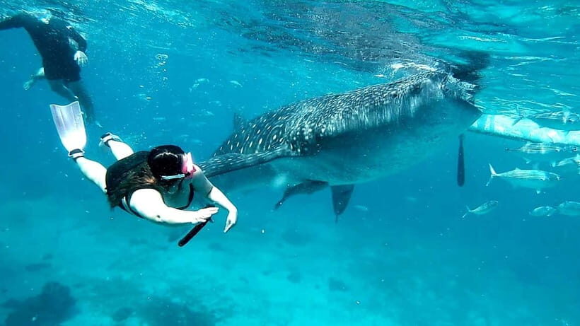 Cebu: Oslob Whale Sharks, Tumalog Falls & Sardine Snorkeling - Who this is best for (and who should skip it)